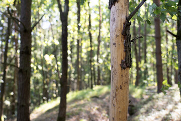 Chore uszkodzone drzewo z którego odpadła kora © qrrr