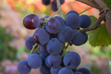 Clusters of blue and pink, ripe, juicy grapes hang from lush vines in a vineyard, surrounded by vibrant green leaves on a sunny afternoon. Vineyard, wine production.
