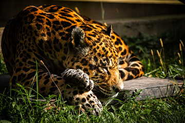 Sleeping jaguar resting on grass in sunlight, close-up wildlife photography