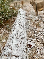 Snow Dusted Log on a Forest Path with a Dog in the Soft Background