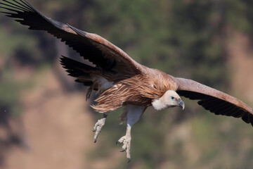Griffon Vulture soaring in the sky with its feet spread out