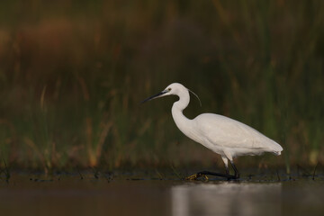 Little Egret trying to swim on the lake