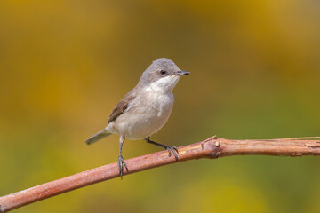 Lesser Whitethroat standing on reed