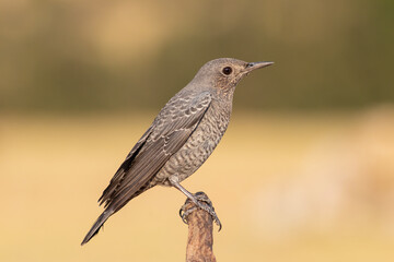 Blue Rock Thrush standing on a branch