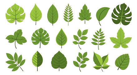 Green leaves big vector collection - Set of graphical elements with various leaf designs in different shapes and sizes. Flat design with white background