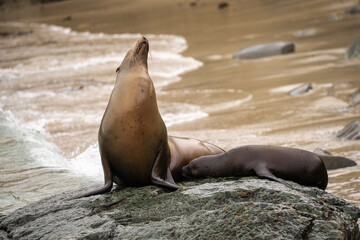 Fototapeta premium Sea Lions at La Jolla Cove in California