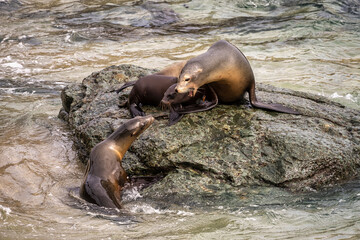 Sea Lions at La Jolla Cove in California