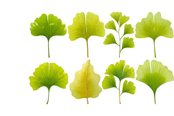 Ginkgo biloba leaves autumn yellow green collection variety shapes arrangement organic nature botanical isolated on transparent background