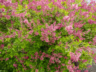 PInk And White Lilacs Growing On A Bush In Spring