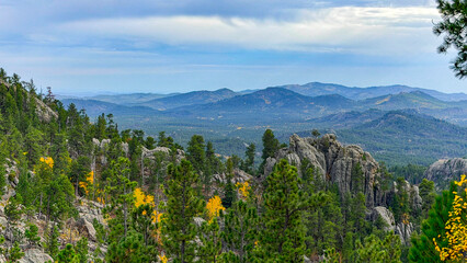 Black Hills panorama in South Dakota show pine & aspen in the fall. Landscape shows blue purple hills in the black hills. Pine trees are in the foreground. Trees are turning yellow. 