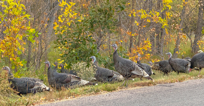 Wild Turkeys in a row line up by the roadside in the fall. Grazing in the grass near the highway, turkeys keep in line. I count eight of them with heads up tails down & gray & white feathers. - Powered by Adobe