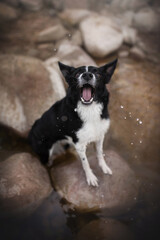 A black and white border collie stands on a rock near the water's edge, playfully barking as splashes of seawater surround it. The bright sky and natural beauty enhance the lively atmosphere