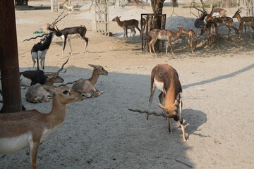 Blackbuck and Deer in Zoo Enclosure