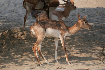 Group of blackbuck deer grazing together in dry land