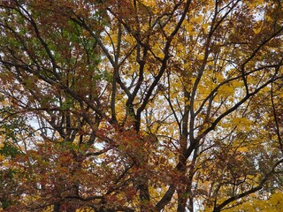 Fall colors at Devil's Lake State Park