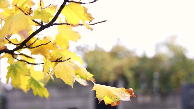 Canadian Maple Leafs Calmly Blowing in the Wind. Low Hanging Tree Branch with Yellow Coloured Leaves. Trees Changing Seasons. Wind Blowing Slow Motion. Calming Soothing Nature.