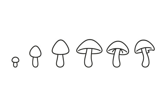 Mushroom Growth Icons. Line style icons of Mushroom Growth Stages: pinhead mushroom, small bud growth, half-open cap, fully