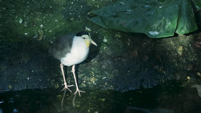 Masked lapwing drinking water from a murky pond
