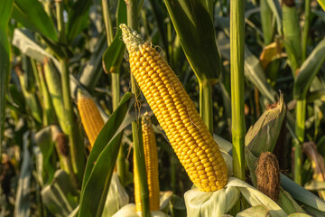 Ripe Corn on the Cob in Field