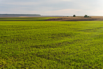 Vast Green Field Under Cloudy Sky