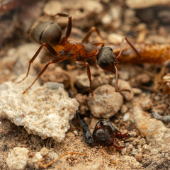 ant on the ground
