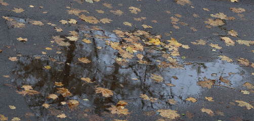 Fall image. Rainy weather, puddle with yellow maple leaves in it and around it on the asphalt, sky and trees reflections in the rippling water.