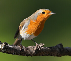 A small robin perched on a branch
