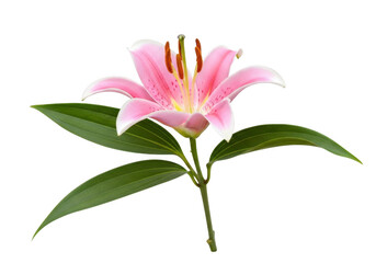 Fototapeta premium Elegant pink lily blossom with green leaves transparent background