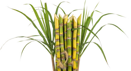 Fototapeta premium Freshly harvested sugarcane stalks with green leaves against a black background