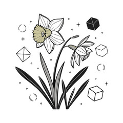 Artistic sketch of daffodils with subtle detail and natural light accent isolated on transparent background