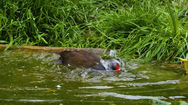 Close up of a black wading bird washing it self ina lake on a sunny day