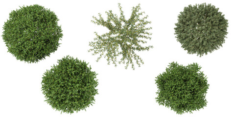 Collection of buxus,berberis plants on transparent background from the top view