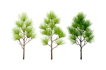 Fototapeta premium Three vibrant green coniferous trees with delicate branches isolated on a dark backdrop presented in a subtle trio for nature design elements isolated on transparent background