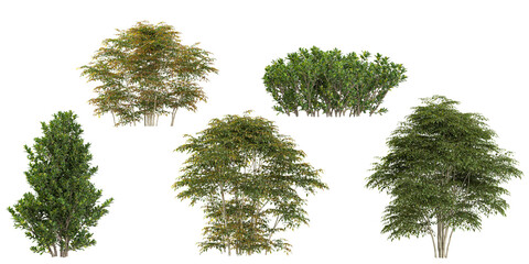 Collection of Ilex,Nandina plants on transparent background
