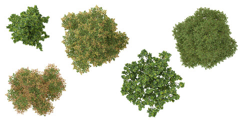 Collection of Ilex,Nandina plants on transparent background from the top view
