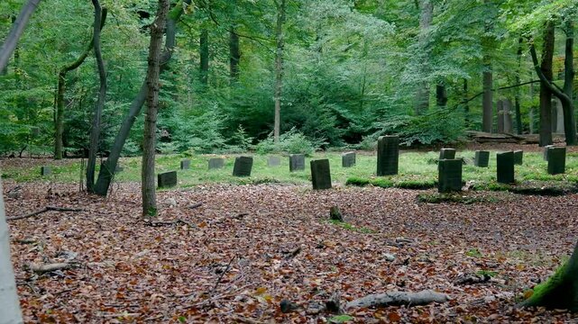 Old stone tombstones in a peaceful forest cemetery