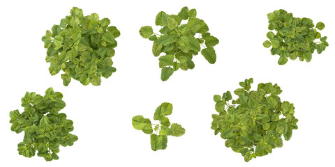 Collection of melissa plants on transparent background from the top view
