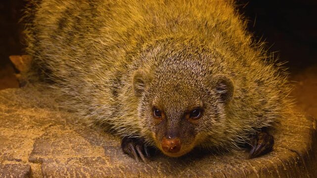 Close up of a mongoose sitting ona rock and looking around ona sunny day