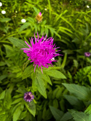 Fototapeta premium purple shaggy flower, Centaurea dealbata, meadow, top view, among greenery, flowerbed, summer,