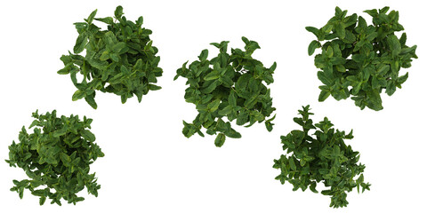 Collection of mentha plants on transparent background from the top view