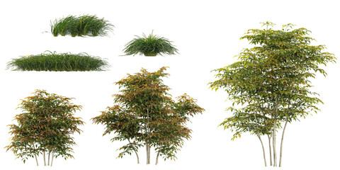 Collection of Ophiopogon,Nandina plants on transparent background