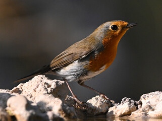 A small robin perched on a branch