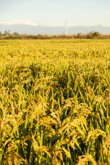 Close-up of Mature Rice Ready for Harvest in Vercelli Countryside
