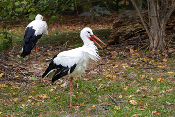 Profile view of white stork with red beak open standing on one leg on the ground, with other bird in soft focus background, Budapest, Hungary