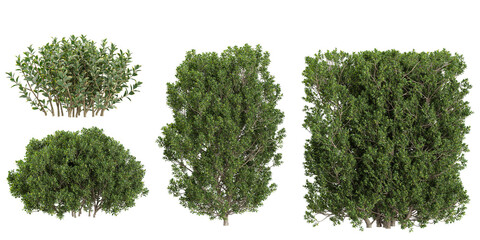 green grass isolated on white background