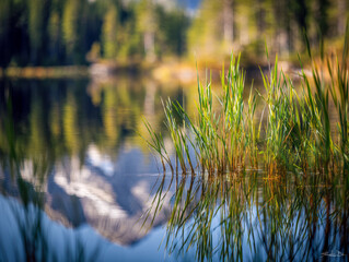 Obraz premium Green reeds growing in still water with a clear reflection of mountains and forest in the background under natural daylight scenery