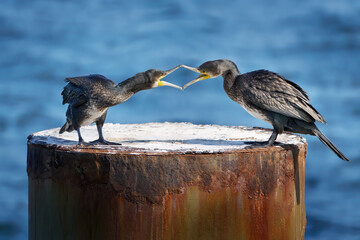 Zwei jugendliche Kormorane (Phalacrocorax carbo), Verhalten mit geöffneten Schnäbeln auf einem alten Metallpfosten vor blauem Meer - Zinnowitz, Insel Usedom, Ostsee, Deutschland