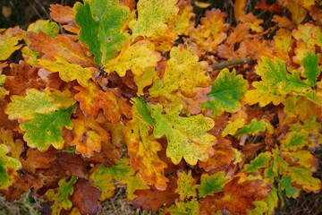 Autumn fall season foliage leaf