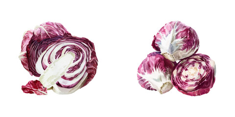 Fototapeta premium radicchio watercolor vector illustration