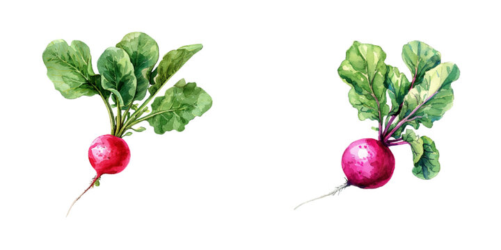 radish watercolor vector illustration